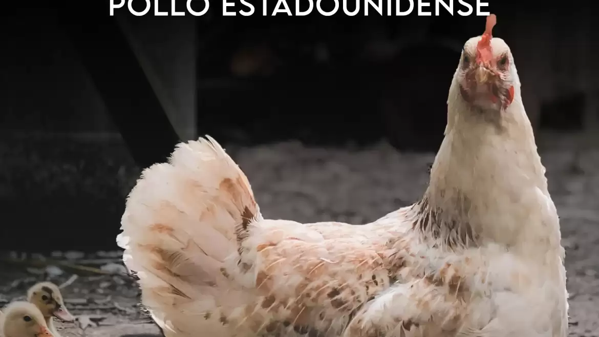 Mexico amaga con imponer cuotas antidumping a pollo estadounidense