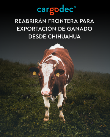 Reabrirán frontera para exportación de ganado desde Chihuahua