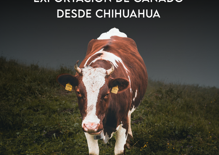 Reabrirán frontera para exportación de ganado desde Chihuahua